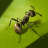 icon The Ants 1.0.0.1