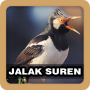 icon Jalak Suren Ringtones