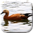 icon com.wizzhard.duck 3.1