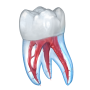 icon Dental Illustrations