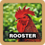 icon Rooster Ringtones