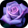 icon Roses images GIFs - Flowers HD