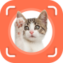 icon Cat Identifier - Cat Scanner