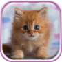 icon Cute Kittens Live Wallpaper