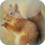 icon Red Squirrel Live Wallpaper