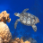 icon com.piedlove.turtle.swimming.coral.reef 1.8.6