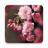 icon Sakura Live Wallpaper 1.1.12