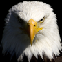 icon live eagle wallpapers