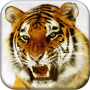 icon Bengal Tiger Live Wallpaper