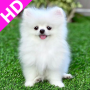 icon Pomeranian Dog Wallpaper HD - Cute Puppy Wallpaper
