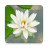 icon 3D Lotus 3.0