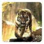icon Tigers Live Wallpaper