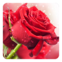 icon Red Rose Live Wallpaper