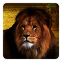 icon Lions Live Wallpaper