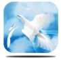 icon Angel Wings HD Live Wallpaper