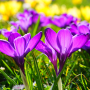 icon Beautiful Spring Flowers Live Wallpaper