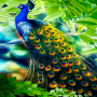 icon Peacock Beauty Live Wallpaper