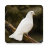 icon Dove Bird Sounds 2.0
