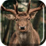 icon Herd of Deer Live Wallpaper