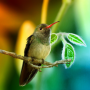 icon Hummingbirds Live Wallpaper