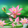 icon Lotus Flowers Live Wallpaper