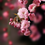 icon Sakura Live Wallpaper