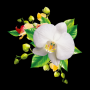 icon Orchids Wallpaper