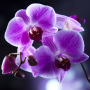 icon Orchids Live Wallpaper