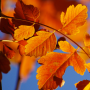 icon Autumn Live Wallpaper HD