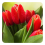 icon Tulips Live Wallpaper