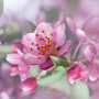 icon Cherry Blossom Live Wallpaper