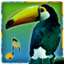 icon Bird Sounds - Ringtones