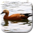 icon com.wizzhard.duck 3.1