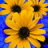 icon Beautifulflowersblue Wallpaper 1.4
