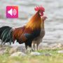 icon Red junglefowl Sounds