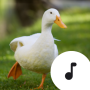 icon Duck Sounds