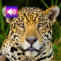 icon Jaguar: Sounds & Ringtones