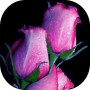 icon Sweet love flowers, Roses Live Wallpapers, GIF/4K