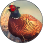 icon Pheasant Sounds
