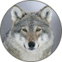 icon Gray wolf Sounds