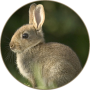 icon Rabbit Sounds