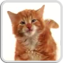 icon Cat Licks Live Wallpaper 