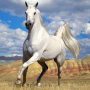 icon Horse Jigsaw Puzzles