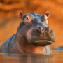 icon The Hippo