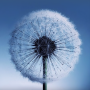 icon Dandelion