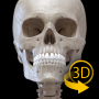 icon Skeleton | 3D Anatomy