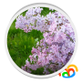 icon Real White Lilacs Live Wallpaper