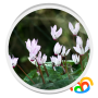 icon Real Flowers Live Wallpaper