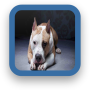 icon Puppy Pitbull Wallpaper