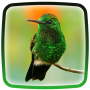 icon Hummingbird Live Wallpaper